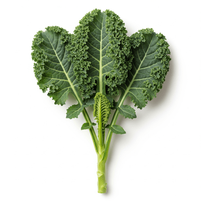 High resolution studio photograph of a single Kale