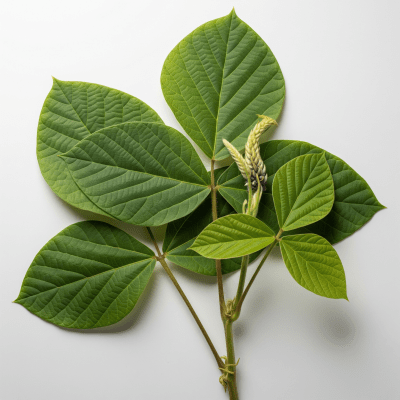 High resolution studio photograph of a single Kudzu