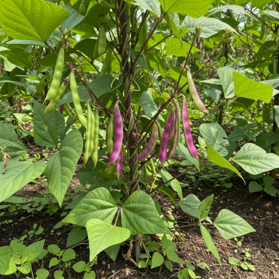 Photograph of the Lablab Bean (legumes) growing naturally on its plant in an outdoor agricultural or garden setting, showing leaves, pods, and surrounding soil or greenery