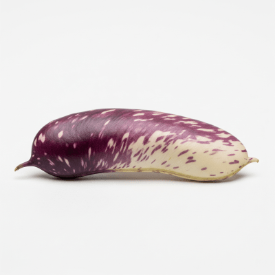 High resolution studio photograph of a single Lablab Bean