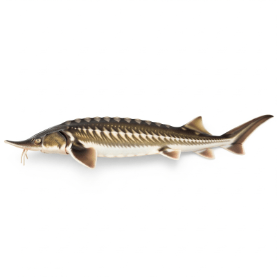 High-resolution studio photograph of a single Lake Sturgeon, belonging to the taxonomy fish