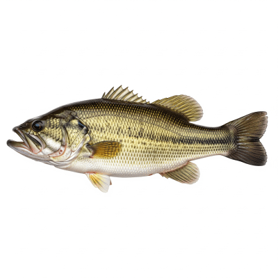 High-resolution studio photograph of a single Largemouth Bass, belonging to the taxonomy fish