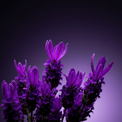 Editorial-style hero shot of a Lavender from the taxonomy flowers.