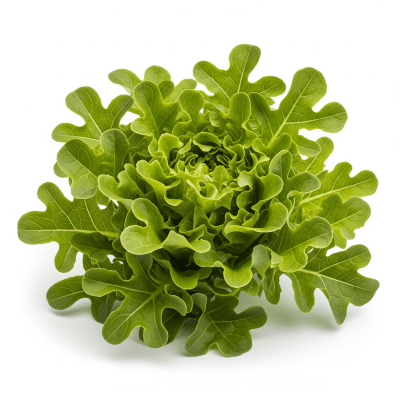 High resolution photograph of a single Leaf Lettuce