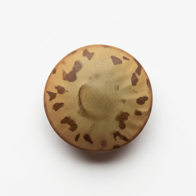 High resolution studio photograph of a single Lentil