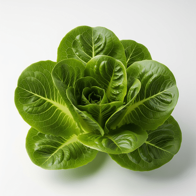High resolution studio photograph of a single Lettuce