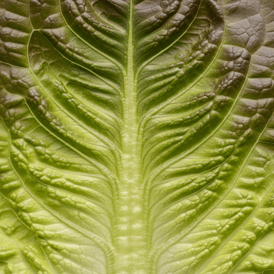 Close-up macro photograph of surface details and textures of a single Lettuce
