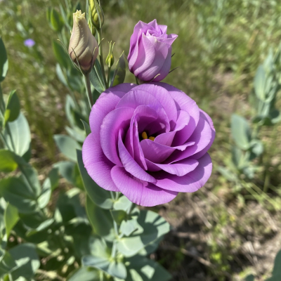 Photograph of a Lisianthus (flowers) in its natural environment