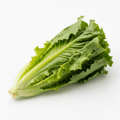 High resolution photograph of a single Little Gem Lettuce