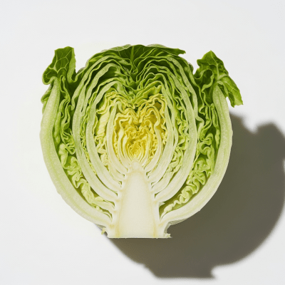 Detailed close-up image of a freshly cut cross-section of Little Gem Lettuce, of the taxonomy lettuce