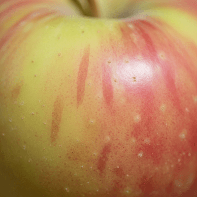 A detailed macro shot focusing on the skin texture and color variation of a Lodi