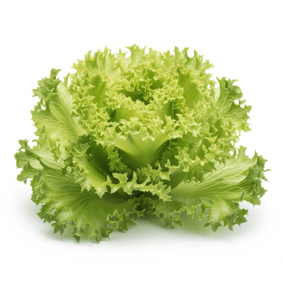 High resolution photograph of a single Lollo Bionda Lettuce