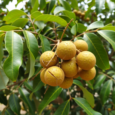 A photograph of a fresh Longan from the fruits taxonomy as it appears in its natural growing environment, such as on a tree, bush, or vine