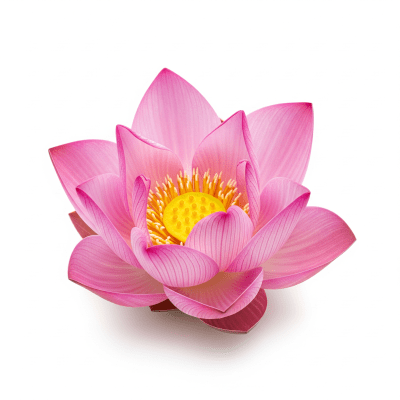 High quality studio photograph of a single Lotus