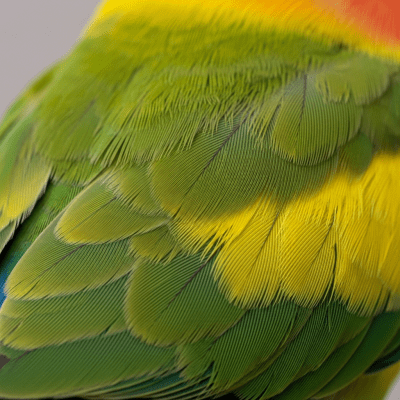 Close-up macro photograph of the feathers or distinctive markings of a Lovebird