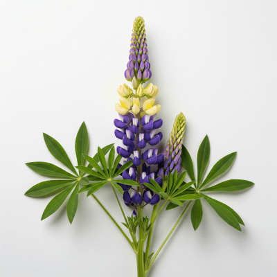 High resolution studio photograph of a single Lupin