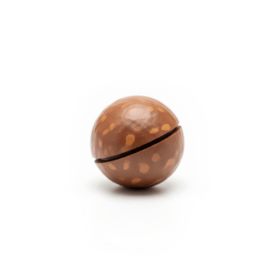 High quality studio photograph of a single Macadamia nut