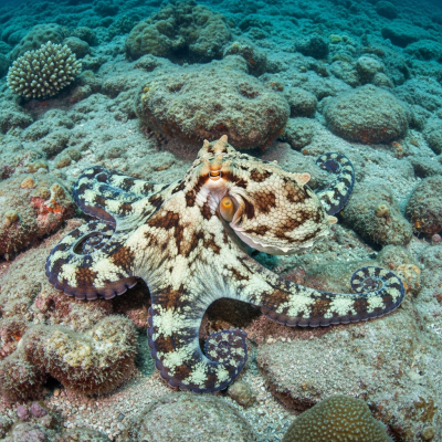 Illustration of a Maori Octopus displaying camouflage behavior within its environment, blending into rocks, sand, or coral