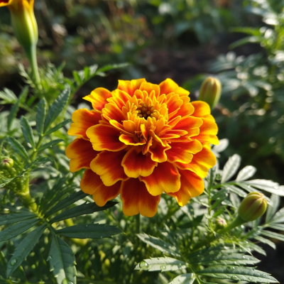 Photograph of a Marigold (flowers) in its natural environment