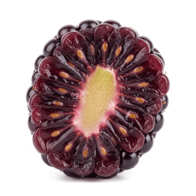 A cross-sectional view of a sliced Marionberry, part of the taxonomy berries