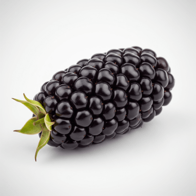 High quality studio photograph of a single Marionberry, classified under the taxonomy berries