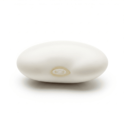 High quality studio photograph of a single Marrow Bean