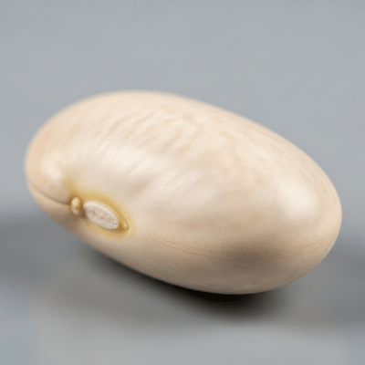 A close-up macro shot of Marrow Bean (beans) showing its texture, surface details, and natural colors
