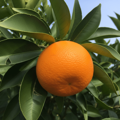 A naturalistic scene featuring a Marrs Orange from the oranges taxonomy growing on a tree with leaves and branches visible