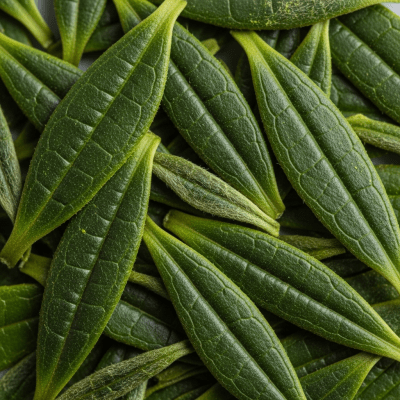 Macro photograph focusing on the texture and details of Matcha leaves, within the taxonomy teas