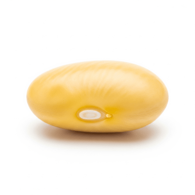 High quality studio photograph of a single Mayocoba Bean