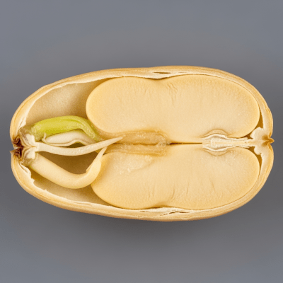 A cross-sectional view of a single Mayocoba Bean (beans), sliced cleanly to reveal its internal structure and composition