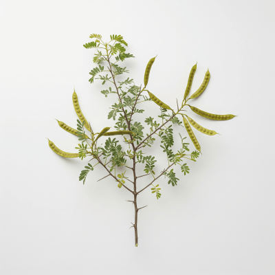 High resolution studio photograph of a single Mesquite