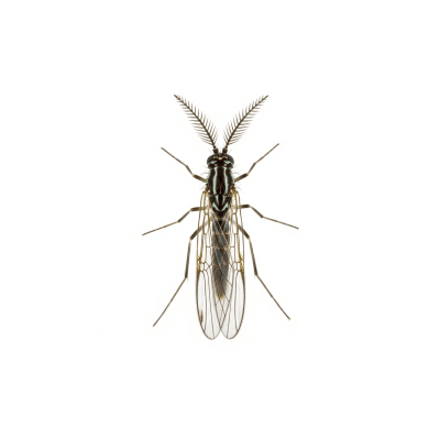 High quality studio photograph of a single Midge, belonging to the taxonomy insects