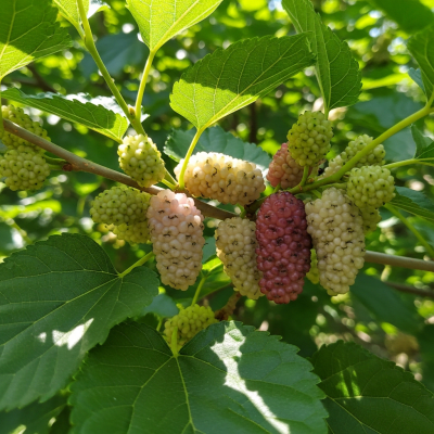 A photograph of a fresh Mulberry from the fruits taxonomy as it appears in its natural growing environment, such as on a tree, bush, or vine