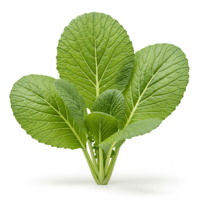 High resolution studio photograph of a single Mustard Greens
