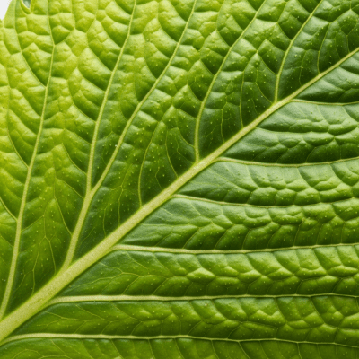 Close-up macro photograph of surface details and textures of a single Mustard Greens