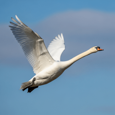 Action shot of a Mute Swan (birds) in flight