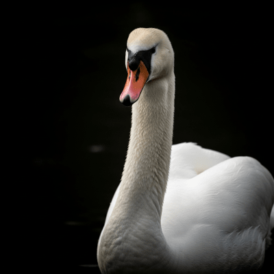 Mute Swan
