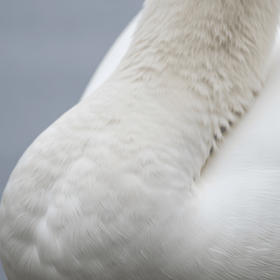 Close-up macro photograph of the feathers or distinctive markings of a Mute Swan