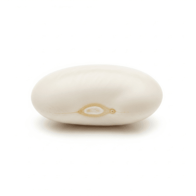 High quality studio photograph of a single Navy Bean