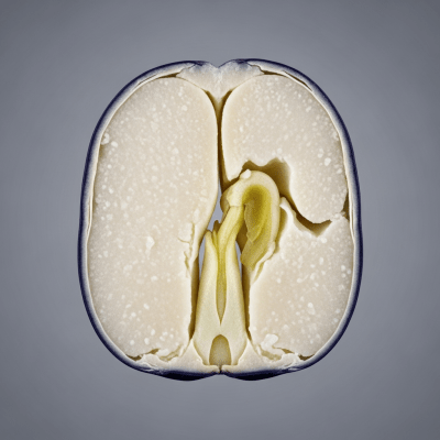 A cross-sectional view of a single Navy Bean (beans), sliced cleanly to reveal its internal structure and composition