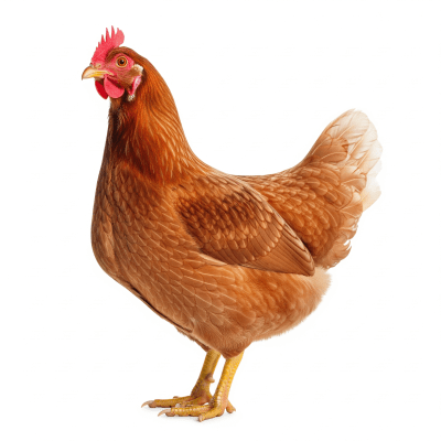 High quality studio photograph of a single New Hampshire Red from the chicken taxonomy