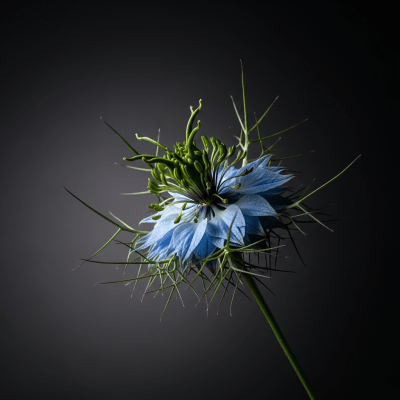 Editorial-style hero shot of a Nigella from the taxonomy flowers.