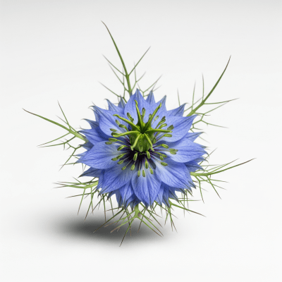 High quality studio photograph of a single Nigella