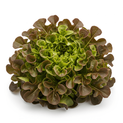 High resolution photograph of a single Oakleaf Lettuce