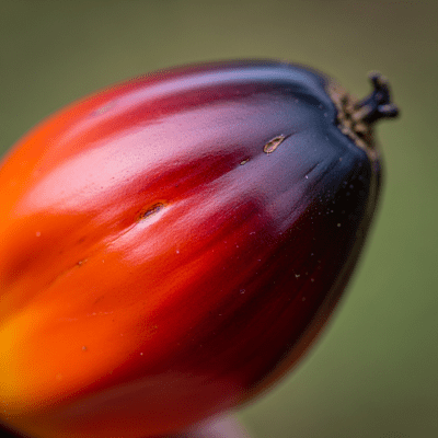 Close-up macro image of the leaf or fruit of a Oil Palm