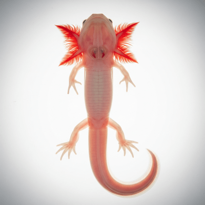 High quality, studio-style photograph of a single Olm