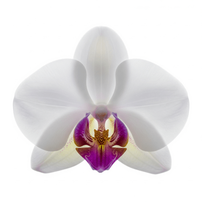 High quality studio photograph of a single Orchid