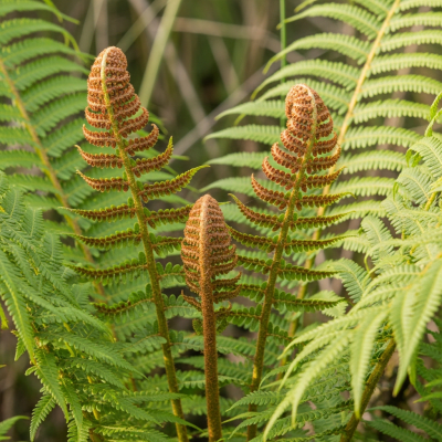 Photograph of a mature Osmunda regalis, with visible sporangia or sori on the underside of its fronds, highlighting its reproductive structures