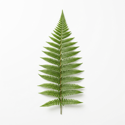 High quality, studio-style photograph of a single Osmundaceae (family)